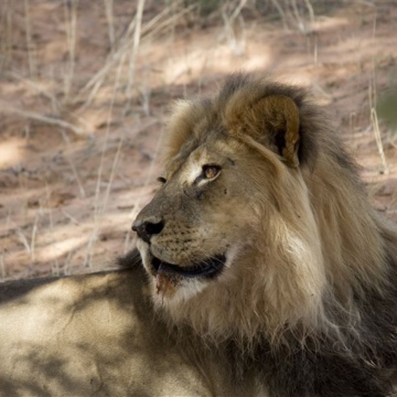 Pilanesberg Day Tour